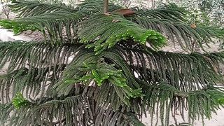 It's a fabulous tree