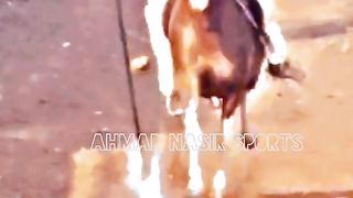 #febspot#foryou #foryoupage#horses#ridings#vedio85#ahmad#nasir#sports#fyb#fybpage fybpage#chak#no168/171NB