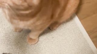 Catlover#cat#petsweet#kucinglucu#bikinemes