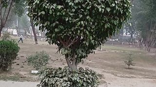 Amazing tree in nature