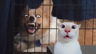 Funniest Cats And Dogs Videos 8