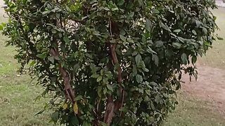 It's a beautifully designed tree in nature ☺️