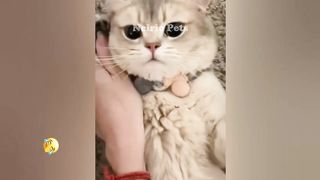 Funniest Cats and Dogs Videos ???????? Funniest Animals #6