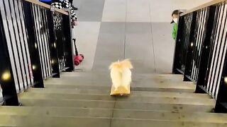 #dog #dogcute