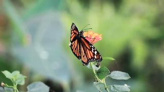 Butterfly 10