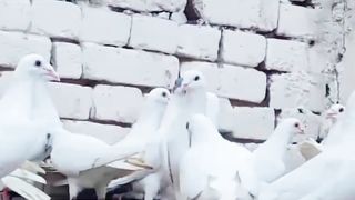 Beautiful pigeon breeder pair best flying 22