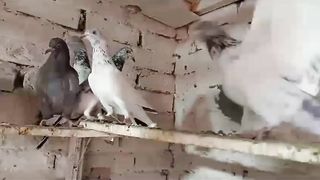 Beautiful pigeon breeder pair best flying chicks 2