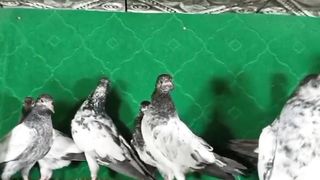 Beautiful tadeey  pigeon breeder pair best flying