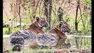 Indian state of Uttarakhand 314% increase in the number of tigers