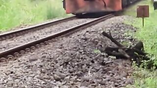 Toothbrush versus train!