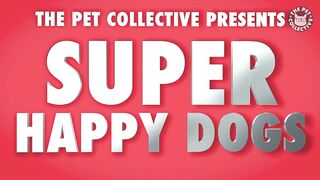 Super Happy Dogs | Funny Dog Video Compilation