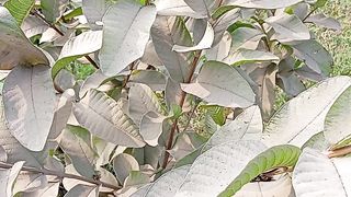 Beautiful Guava Tree View ????