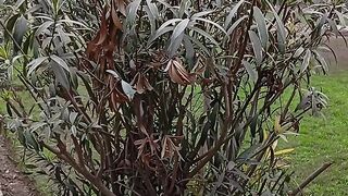 Matchless tree view ????