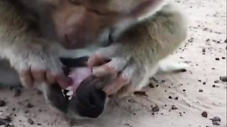 Family dentist, animal friendship.