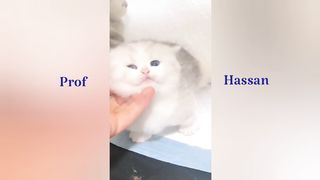 Cat beautiful funny