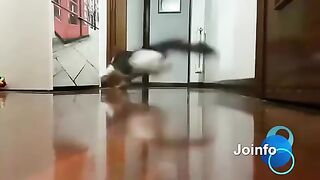 Funny cats 97