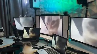 Cute cats 31