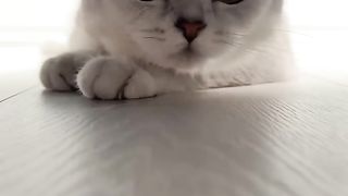Look my cat crying