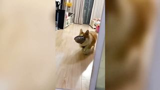 Try Not To Laugh Funny Animals Compilation