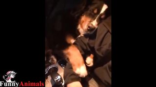 Funny And Cute Mountain Dog Videos Compilation - Funny Dogs Video