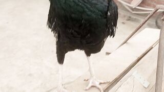 The black aseel rooster perching on the plank