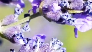 Beauty of nature 50