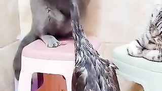 Кунг-фу утка