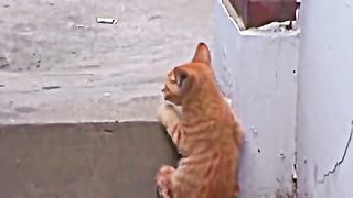 Thanks human