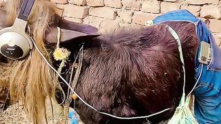 Funny video