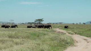 elephant herd passes safari vehicles - close to the touch