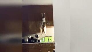 Funny animals cats and dogs????????