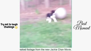 Try Not To Laugh Challenge - Funny Cat & Dog Vines compilation