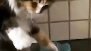 Funny Cat ???? ???? Complications #Cute Pites ???????? Part 16