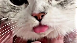 funny cat