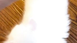 cute cat