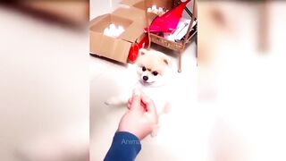 So Funny Animals ???? Funniest Cats and Dogs ????????
