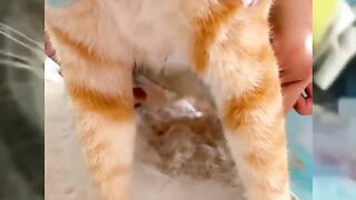 cute cat part2