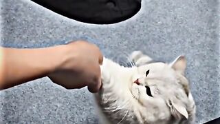 cat cute part3