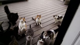 my cute cat