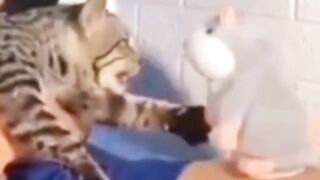 funny cat meow