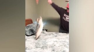 Cats funny moment ???? cute and baby cats funny videos