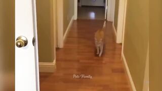 funniest animals 2022 funny cat and dog videos1080p.mp4