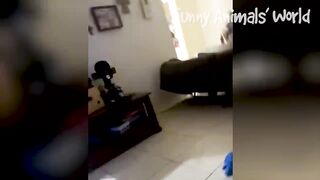Funniest Cats And Dogs Videos ???? - Best Funny Animal Videos 2022