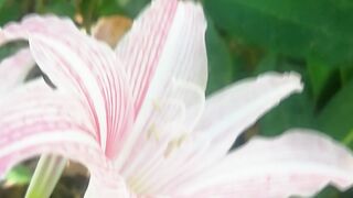 White horse flower????????️