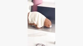 Funny cats