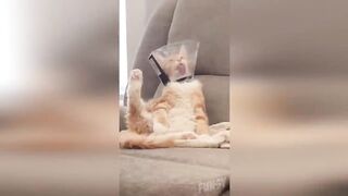 Funny Animals ???? - Try Not To Laugh ????????