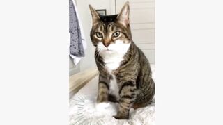 Funny Cats at Home