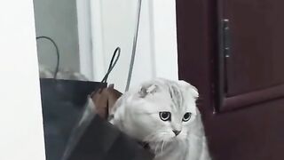 Funny Animals