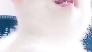 Blue eyes cat