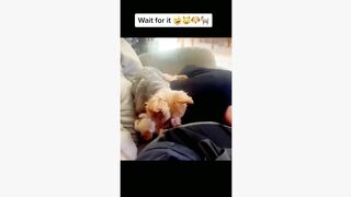 funny animalas tiktok